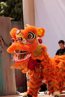 Çin aslanı San Diego Hayvanat bahçesinde gerçekleştirilen gösteri dans