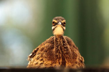 Eudromia elegans elegans denilen zarif tepeli tinamou