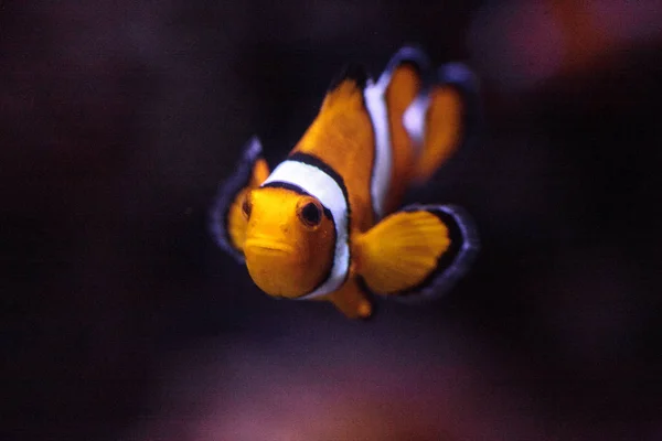 Peixe-palhaço, Amphiprioninae, em peixes marinhos — Fotografia de Stock