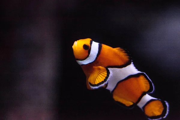 Clownfish, Amphiprioninae, in a marine fish — Stock Photo, Image