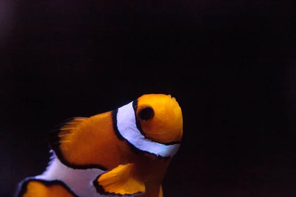 Clownfish, Amphiprioninae, in a marine fish — Stock Photo, Image