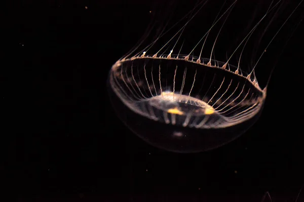 Medusas Cristal Aequorea victoria es un hidrozoo bioluminiscente — Foto de Stock