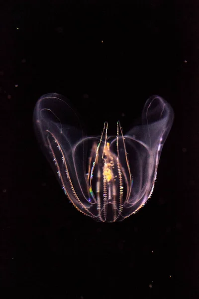Geleia de pente Phylum Ctenophora não tem células picantes — Fotografia de Stock