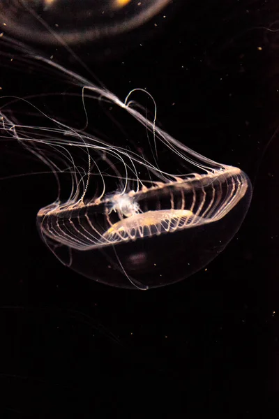 Medusa di cristallo Aequorea victoria è un idrozoi bioluminescenti — Foto Stock