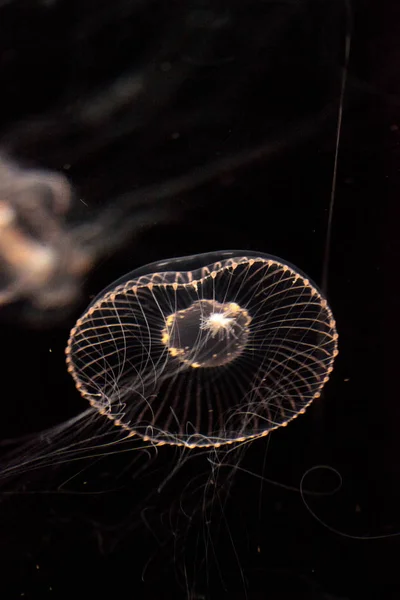 Crystal jellyfish Aequorea victoria is a bioluminescent hydrozoa — Stock Photo, Image