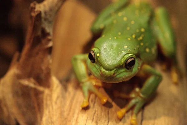 Magnificent tree frog Litoria splendida — Stock Photo, Image