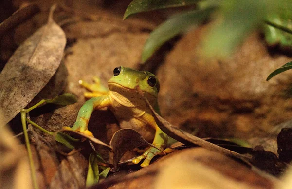 Prachtige boomkikker Litoria splendida — Stockfoto