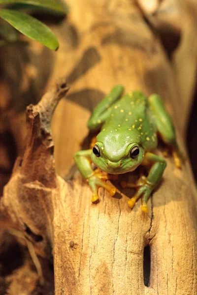 Magnificent tree frog Litoria splendida — Stock Photo, Image