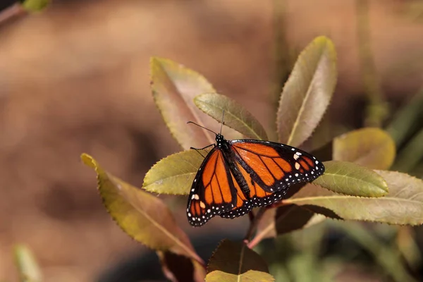 Mariposa monarca, Danaus plexippus, en un jardín de mariposas — Foto de Stock