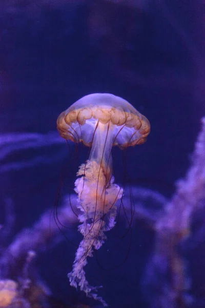 Тихоокеанская крапива под названием Chrysaora fuscenscens — стоковое фото