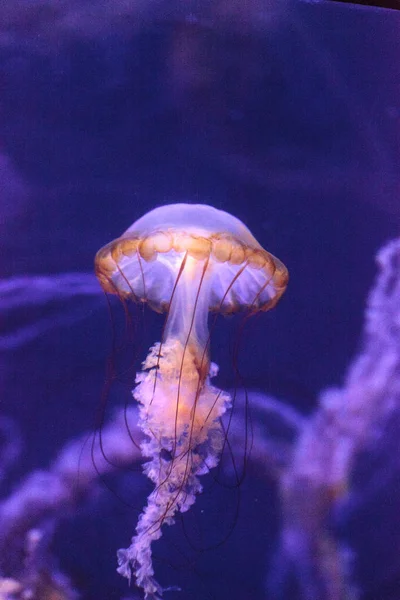 Pacific mořská Kopřiva zvané Chrysaora fuscenscens — Stock fotografie