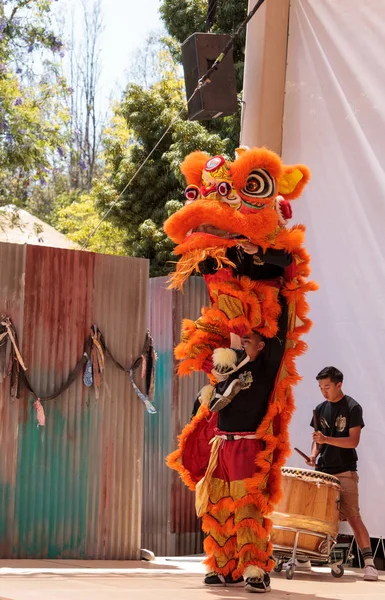 Çin aslanı San Diego Hayvanat bahçesinde gerçekleştirilen gösteri dans