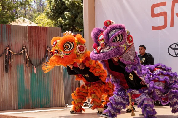 Çin aslanı San Diego Hayvanat bahçesinde gerçekleştirilen gösteri dans