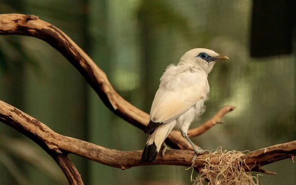 Bali myna bird Leucopsar rothschildi — Stock Photo, Image