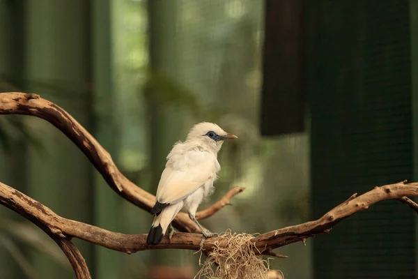 Bali myna bird Leucopsar rothschildi — Stock Photo, Image