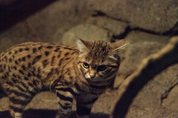 Svart-footed cat Felis nigripes — Stockfoto