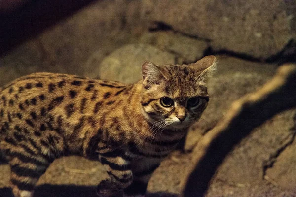 Black-footed kat Felis nigripes — Stockfoto