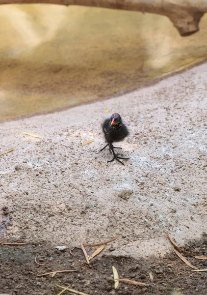 Bebé Gallinula común Gallinula galeata —  Fotos de Stock