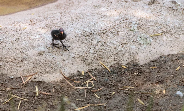 Bebek ortak moorhens Gallinula galeata — Stok fotoğraf