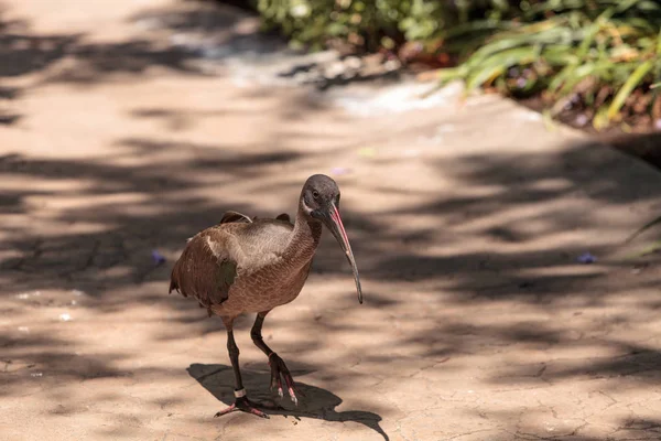 Hadada ibis genannt bostrychia hagedash — Stockfoto