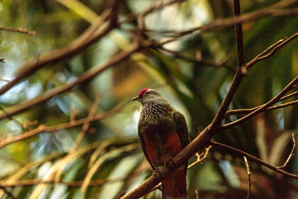 마리아나 과일 비둘기 Ptilinopus roseicapilla — 스톡 사진