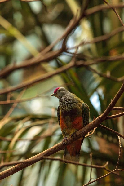 Mariana fruit dove Ptilinopus roseicapilla — Stock Fotó