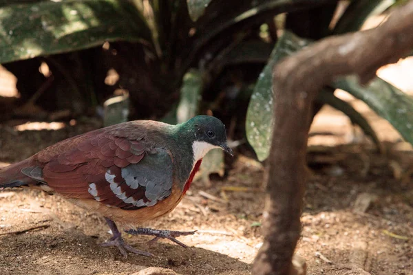Минданао кровоточащий голубь Галликолумба кринигера — стоковое фото
