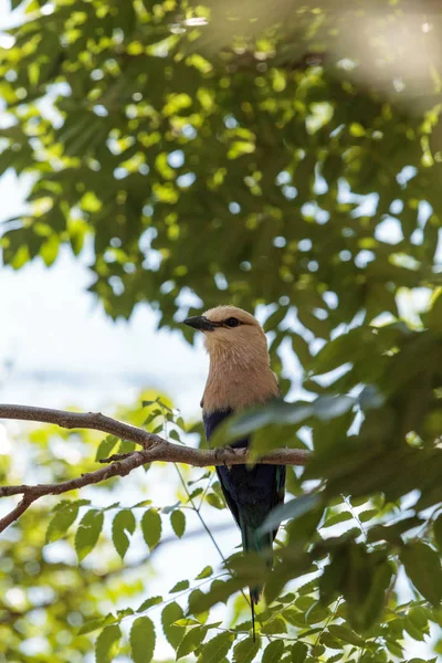 Północnej fioletowy roller nazywa Coracias naevius naevius — Zdjęcie stockowe