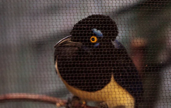 Oiseau geai à crête peluche Cyanocorax chrysops — Photo