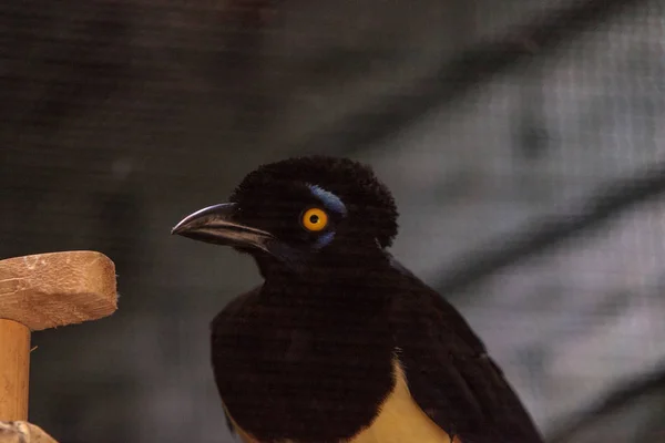 Gaio-de-crista-de-pelúcia Cyanocorax chrysops — Fotografia de Stock