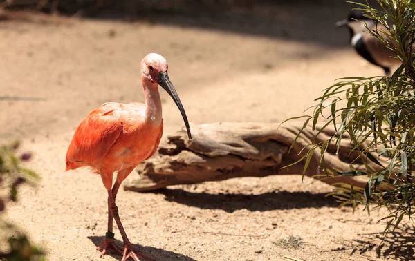Kızıl aynak Eudocimus ruber denilen