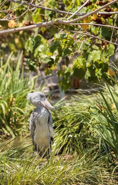 Afrika Shoebill leylek Balaeniceps rex — Stok fotoğraf