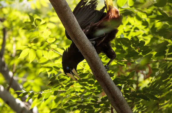 Surinaamse crested oropendola genaamd Psarocolius decumanus — Stockfoto