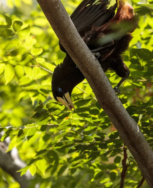 Surinamei tarajos zacskómadár úgynevezett Psarocolius decumanus — Stock Fotó