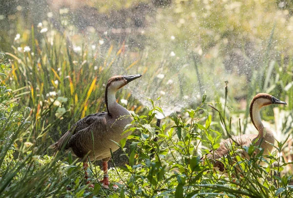 Swan gås kallas Anser cygnoides under en sprinkler — Stockfoto