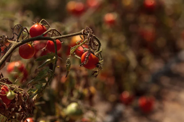 Tomates cherry que crecen en un jardín casero orgánico —  Fotos de Stock