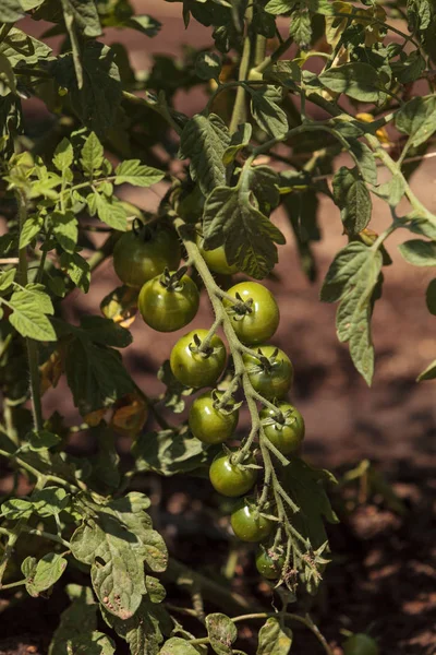 Tomates cherry que crecen en un jardín casero orgánico —  Fotos de Stock