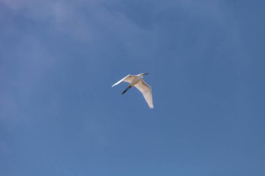 Büyük ak balıkçıl Ardea alba Bolsa Chica sulak bir bataklık üzerinde uçar