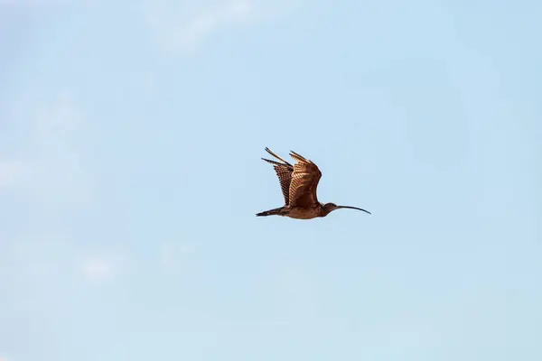 Oiseau courlis à long bec Numenius americanus survole un marais i — Photo
