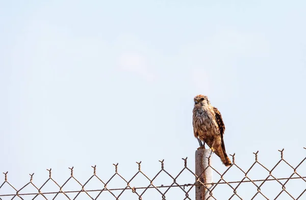 B の記事にマーリン ファルコ columbarius 獲物の鳥の止まり木 — ストック写真