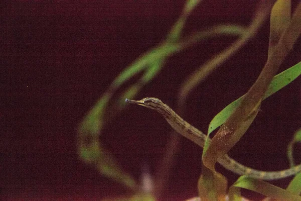 Carne de dragão Corythoichthys haematopterus — Fotografia de Stock