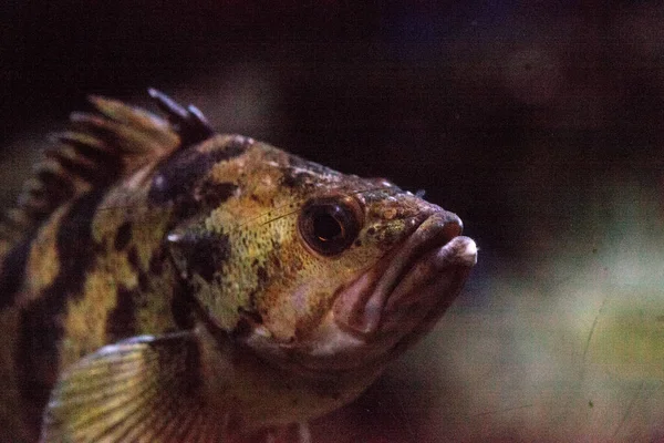 Sébaste drapeau Sebastes rubrivinctus — Photo