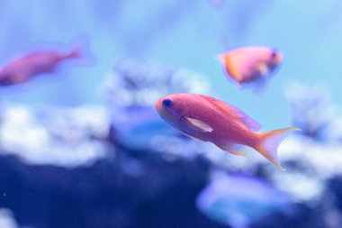 Pseudanthias squamipinnis bilinen Lyretail Anthias balık