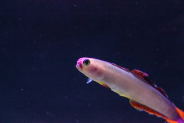 Mor kap firefish, Nemateleotris decora,