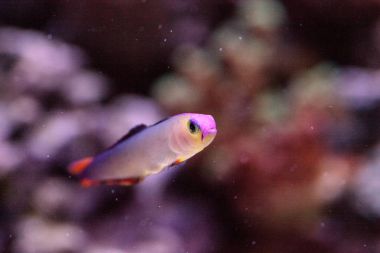 Mor kap firefish, Nemateleotris decora,