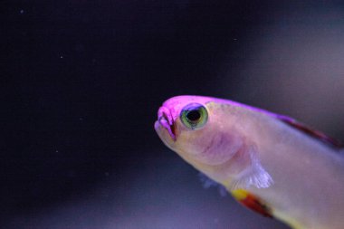 Mor kap firefish, Nemateleotris decora,