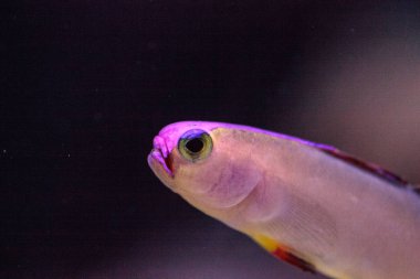 Mor kap firefish, Nemateleotris decora,