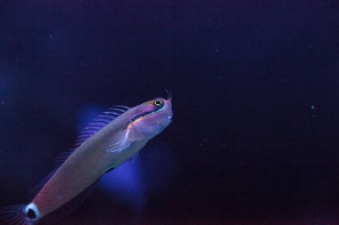 Tailspot Blenny Ecsenius stigmatura