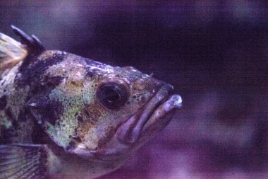 Kaplan rockfish Sebastes nigrocinctus