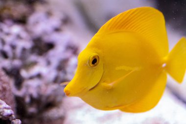 Sarı tang balık, Zebrasoma flavenscens